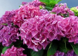 hydrangea-macrophylla-bouquet-rose (1)
